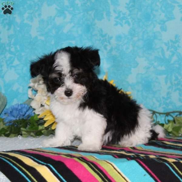Seagull, Maltipoo Puppy